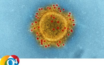Q4 Clue 564 Het virus