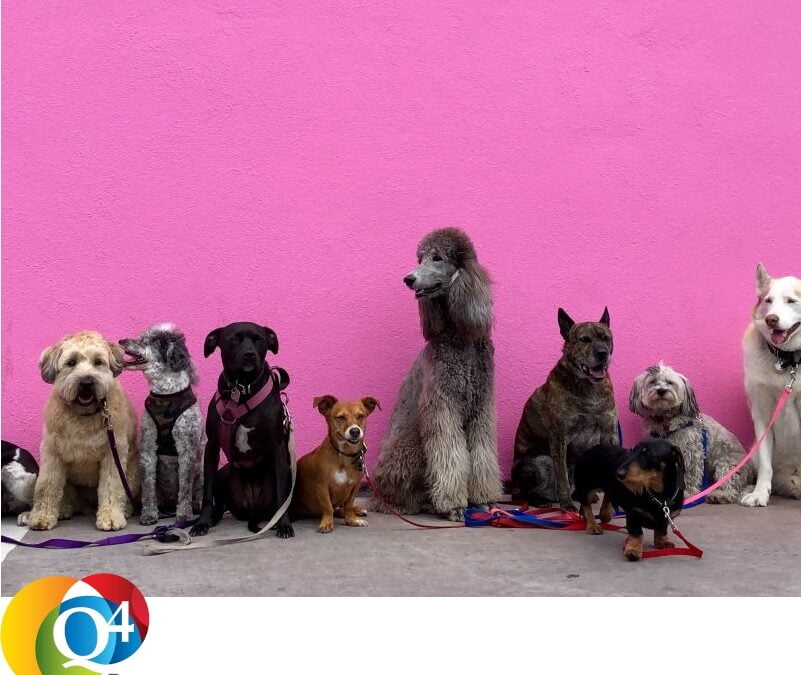 Q4 Clue 650 | Dierendag