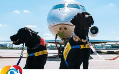 Q4 Clue 798 | International Assistance Dog Week