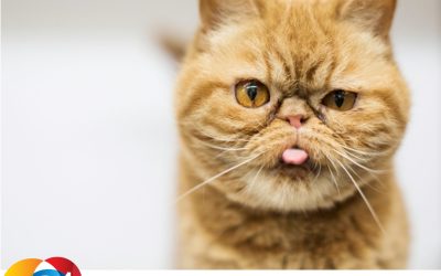 Q4 Clue 862 | Mopperende Maandag?