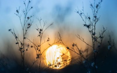 Clue 873 | Blue Monday